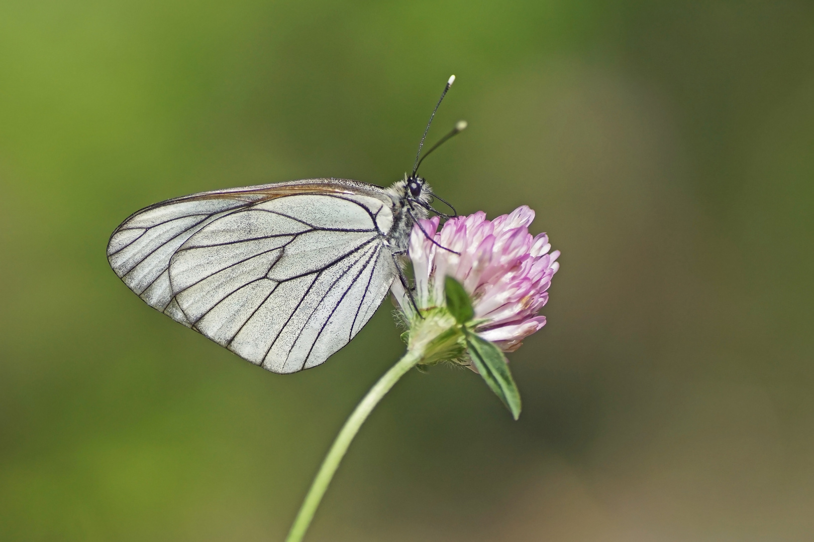 Baumweißling (Aporia crataegie)