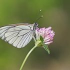 Baumweißling (Aporia crataegie)