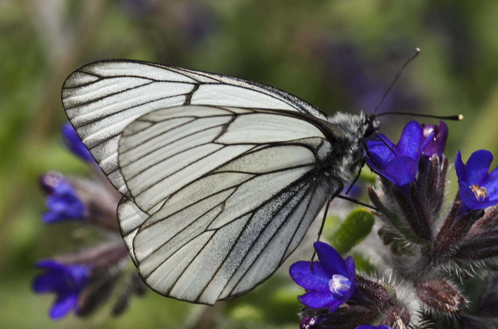 Baumweißling (Aporia crataeig)