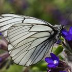 Baumweißling (Aporia crataeig)