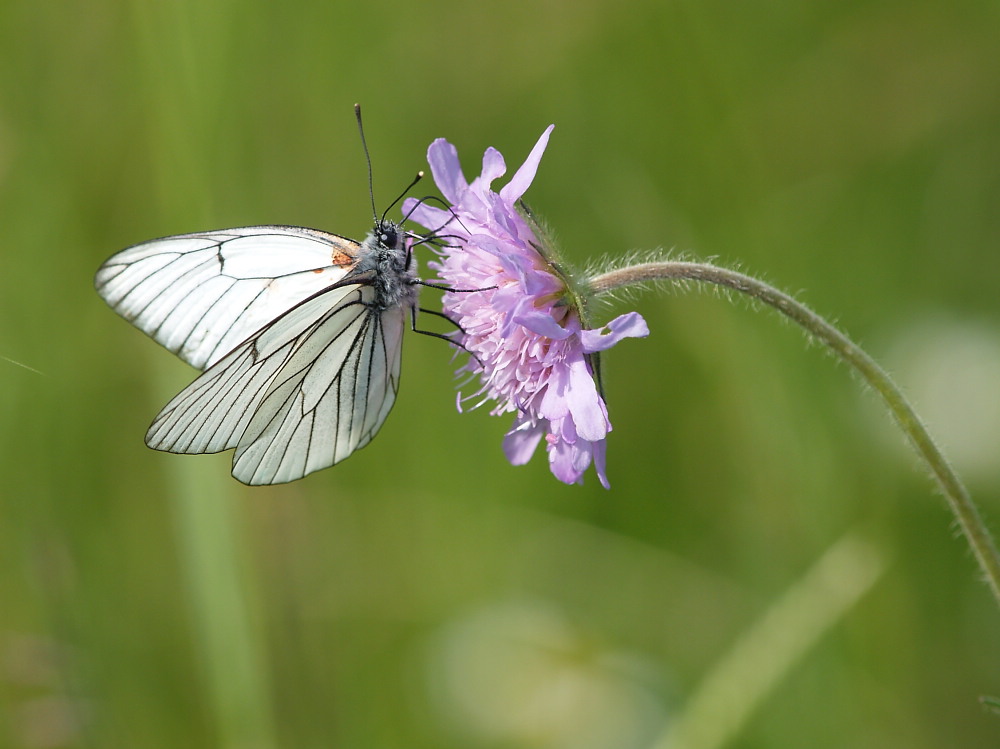 Baumweissling auf einer Skabiosenblüte