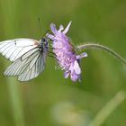 Baumweissling auf einer Skabiosenblüte