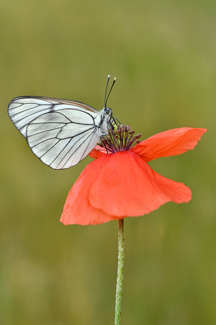 Baumweißling auf Klatschmohn #2