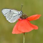 Baumweißling auf Klatschmohn #2