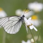 Baumweißling auf Margeritenwiese 