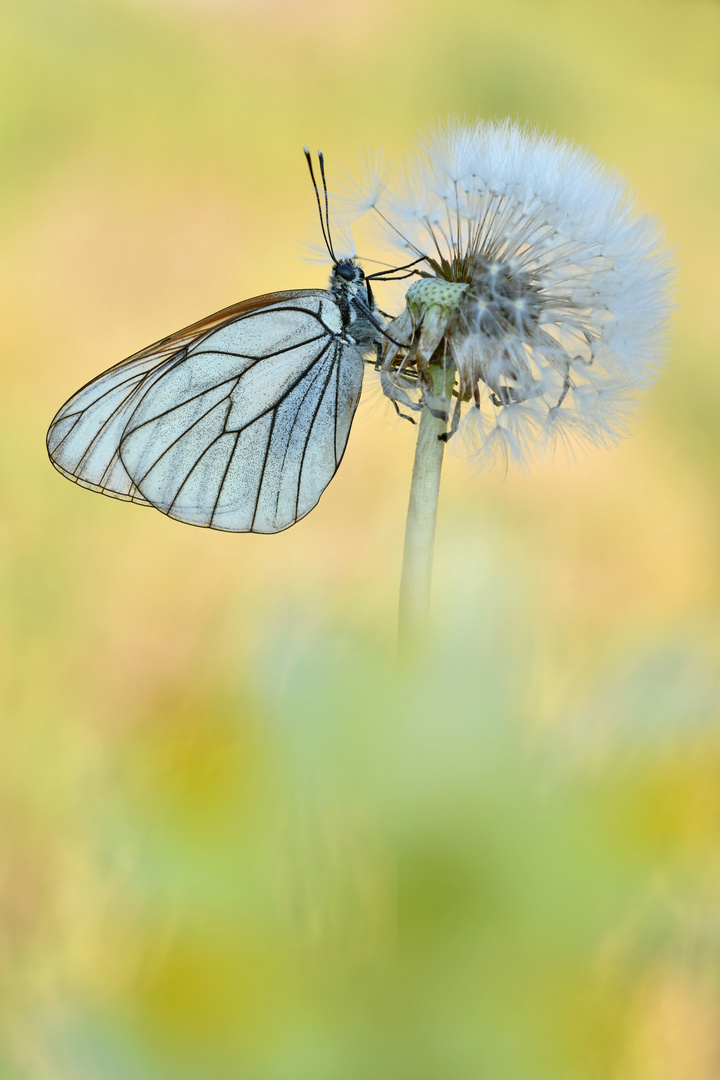 Baumweißling auf Pusteblume