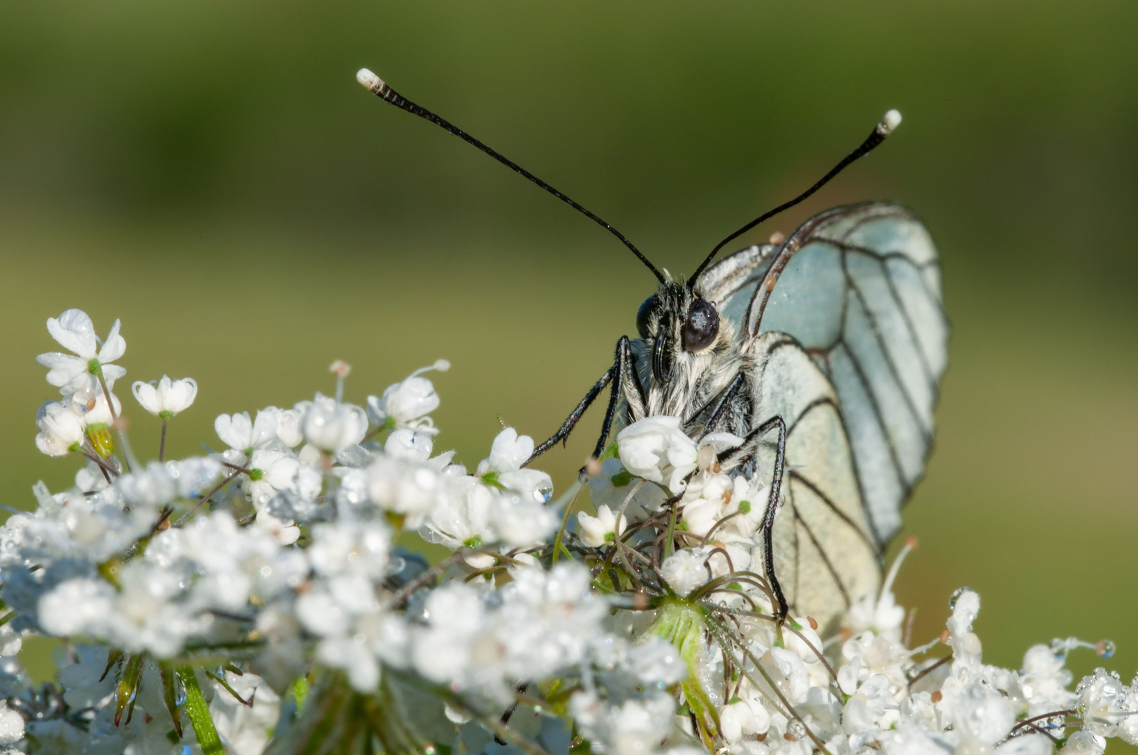 Baumweißling frontal, Aporia crataegi