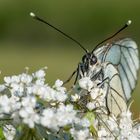 Baumweißling frontal, Aporia crataegi