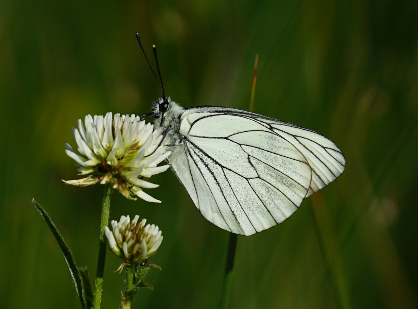 Baumweißling in natura