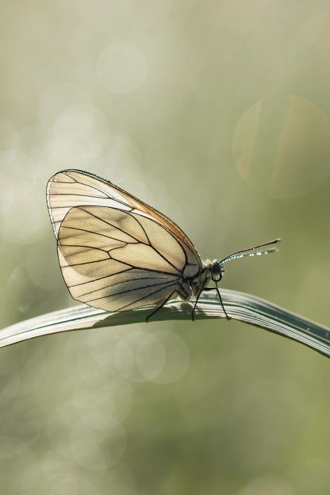 Baumweißling mit Bokeh