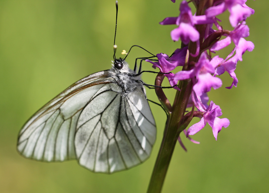 Baumweissling-mit-Pollinen