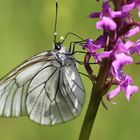 Baumweissling-mit-Pollinen