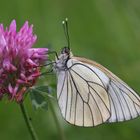 Baumweissling oder Black-veined White (Aporia crataegi)