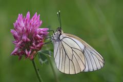 Baumweissling oder Black-veined White (Aporia crataegi)