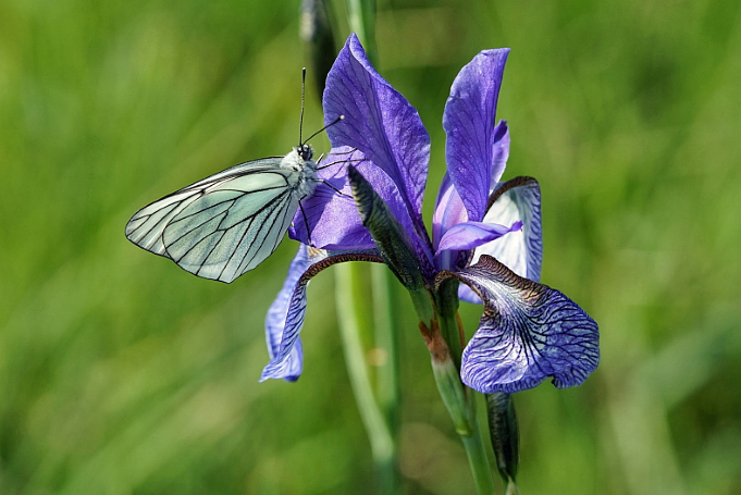 Baumweißling trifft auf sibirische Iris