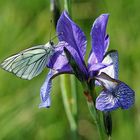 Baumweißling trifft auf sibirische Iris