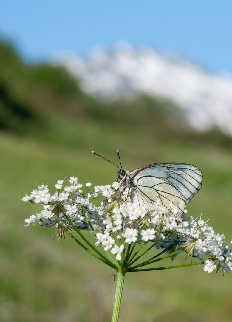 Baumweißling vor dem Furkapass, Aporia crataegi