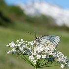 Baumweißling vor dem Furkapass, Aporia crataegi