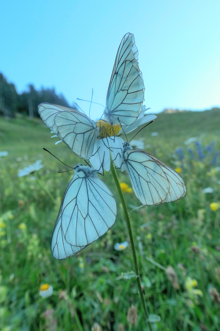 Baumweisslinge (Aporia crataegi)