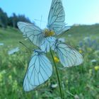 Baumweisslinge (Aporia crataegi)