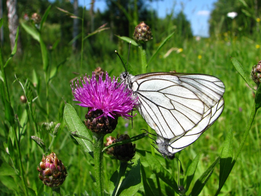 Baumweißlinge (Aporia crataegi) bei der Paarung