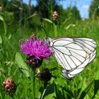 Baumweißlinge (Aporia crataegi) bei der Paarung