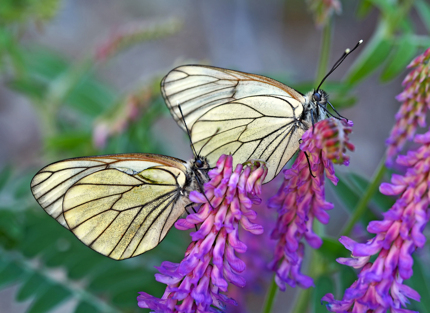 Baumweisslinge (Aporia crataegi) - Les Gazés.