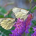 Baumweisslinge (Aporia crataegi) - Les Gazés.