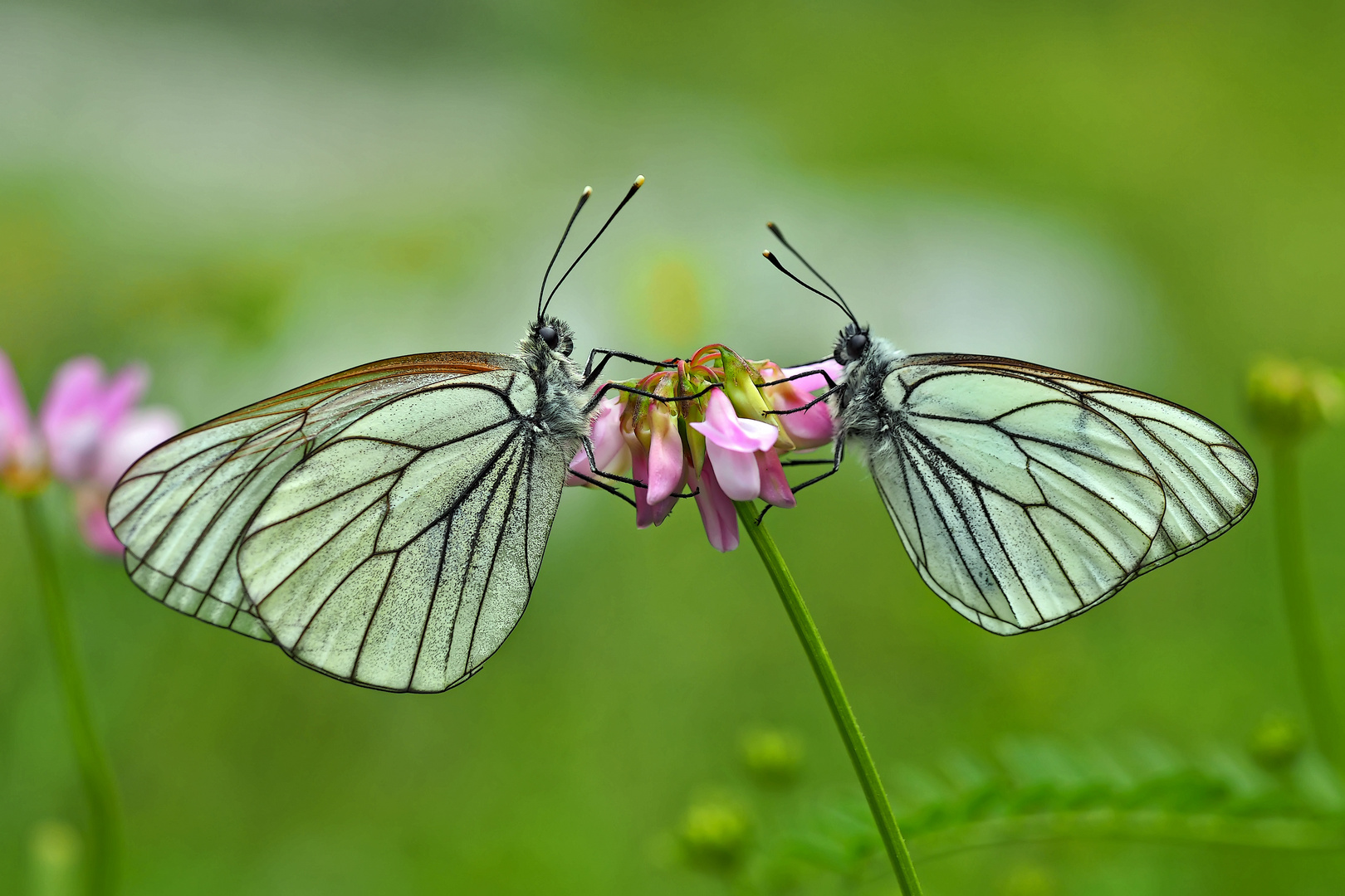 Baumweisslinge (Aporia crataegi): Wir bleiben zusammen, was auch kommen mag! - Les Gazés.