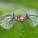 Baumweisslinge (Aporia crataegi): Wir bleiben zusammen, was auch kommen mag! - Les Gazés.