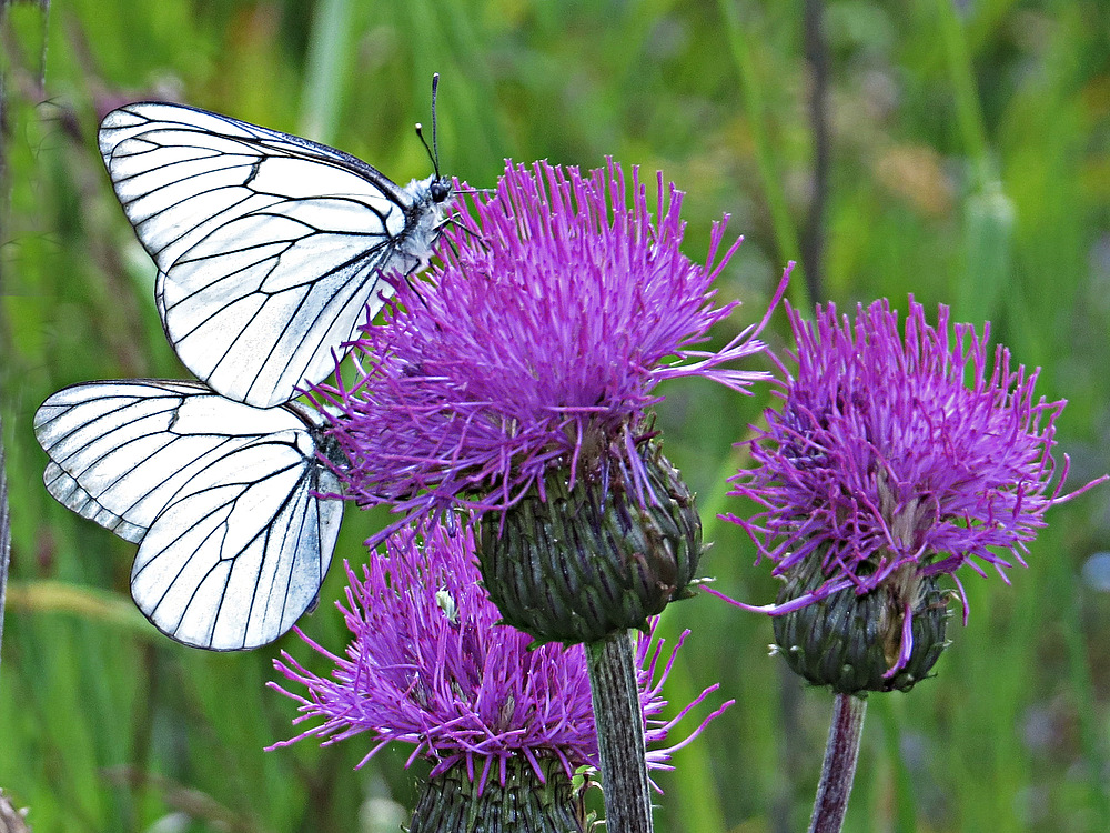 Baumweißlinge auf Distelblüte , Nationalpark Sumava