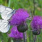 Baumweißlinge auf Distelblüte , Nationalpark Sumava