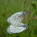 Baumweißlingspärchen bei der Paarung