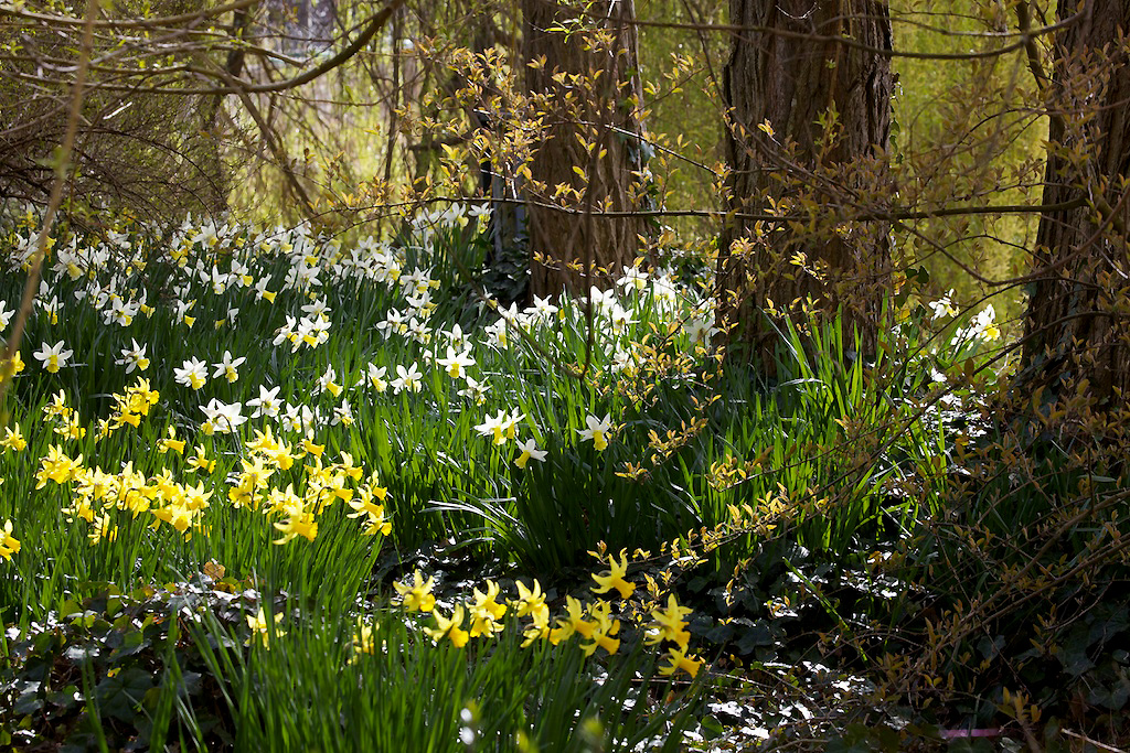 Baumwiese im Frühling