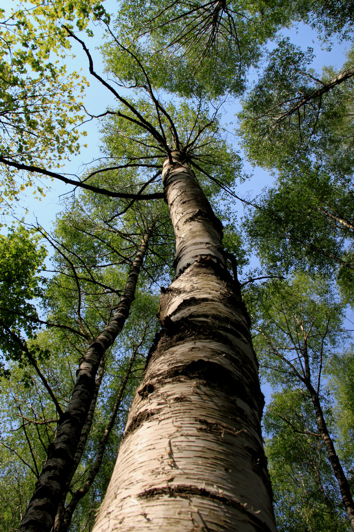 Baumwipfel