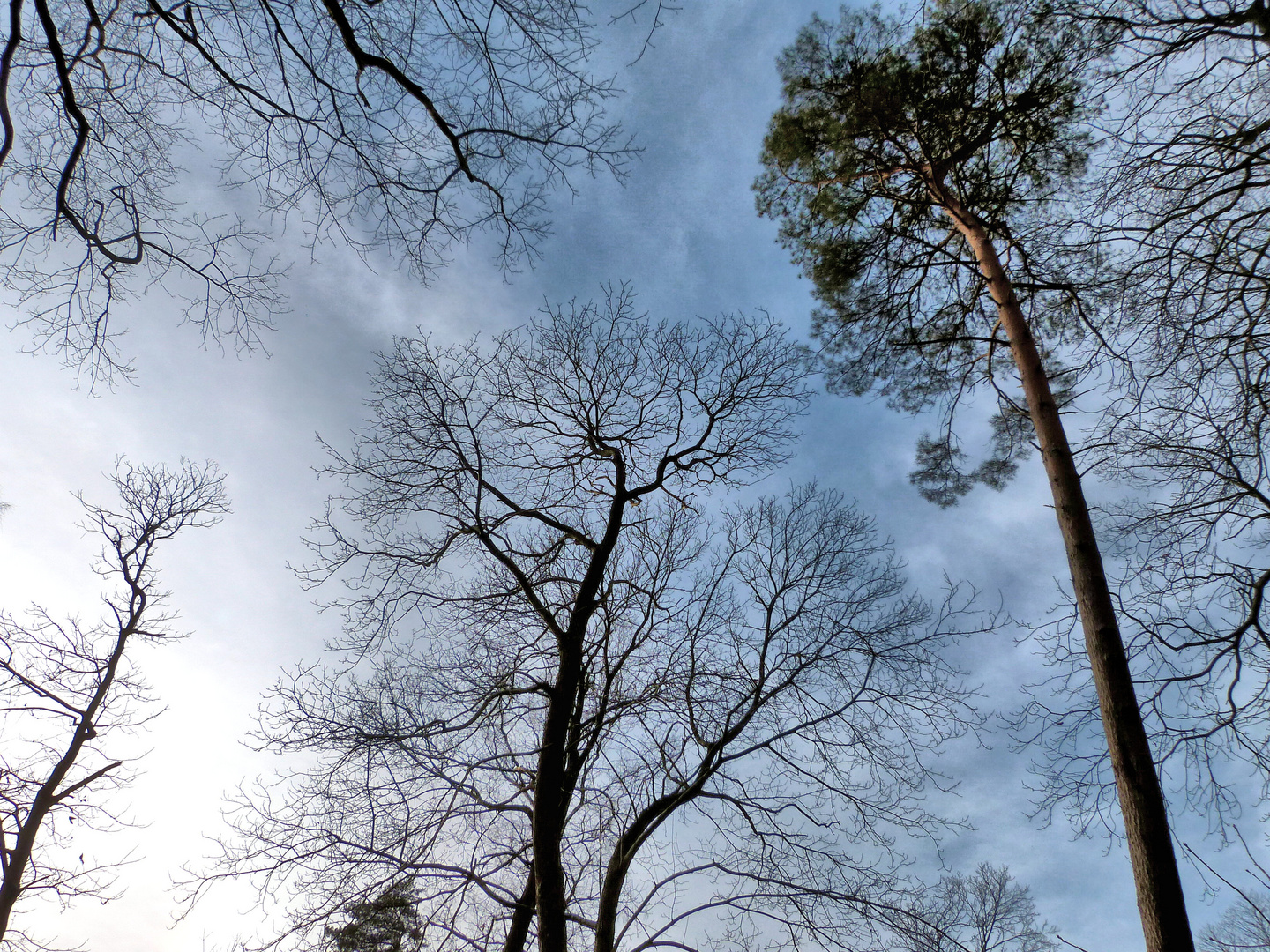 Baumwipfel im Februar
