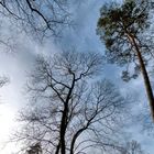 Baumwipfel im Februar
