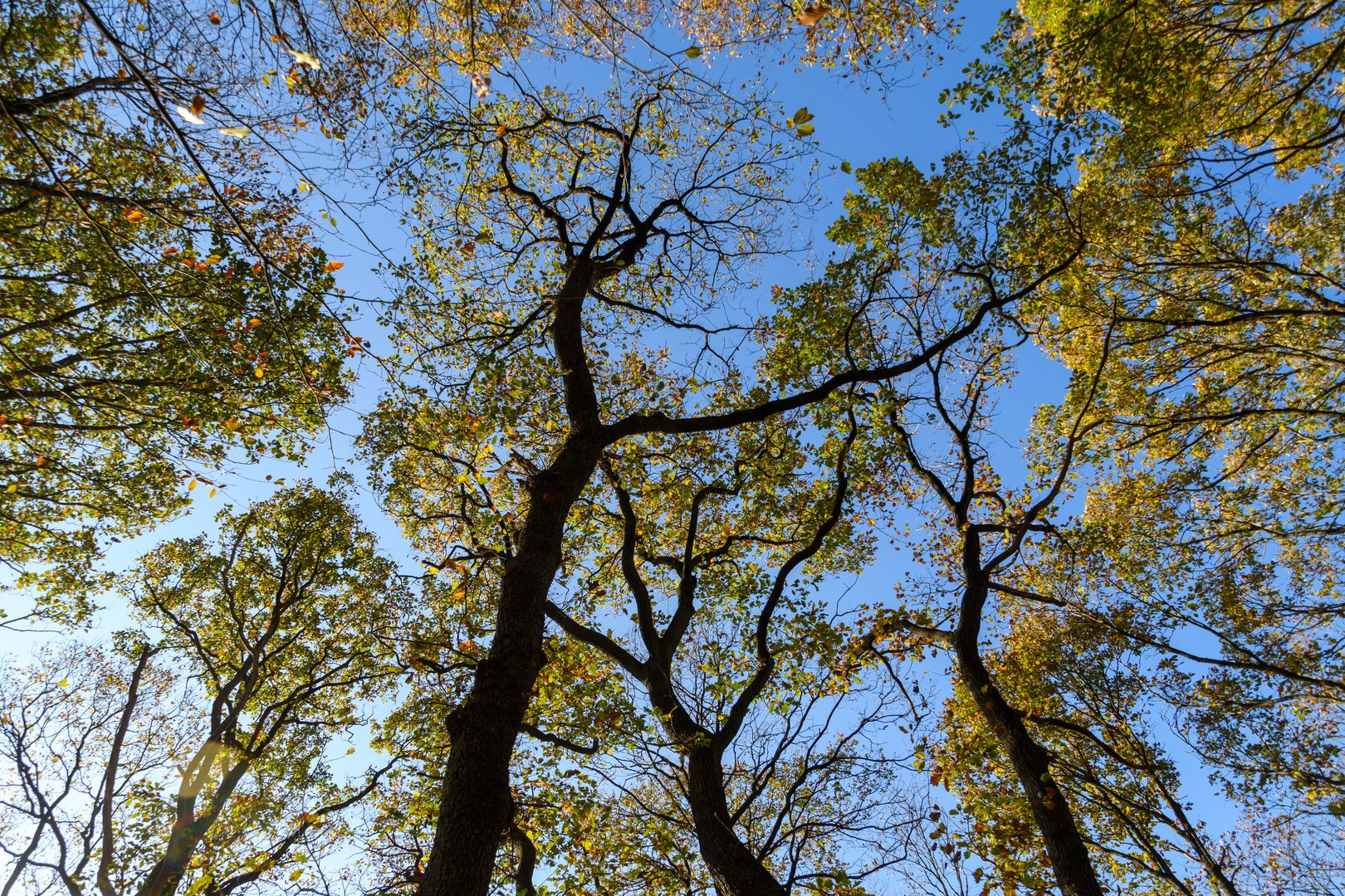 Baumwipfel im Herbst