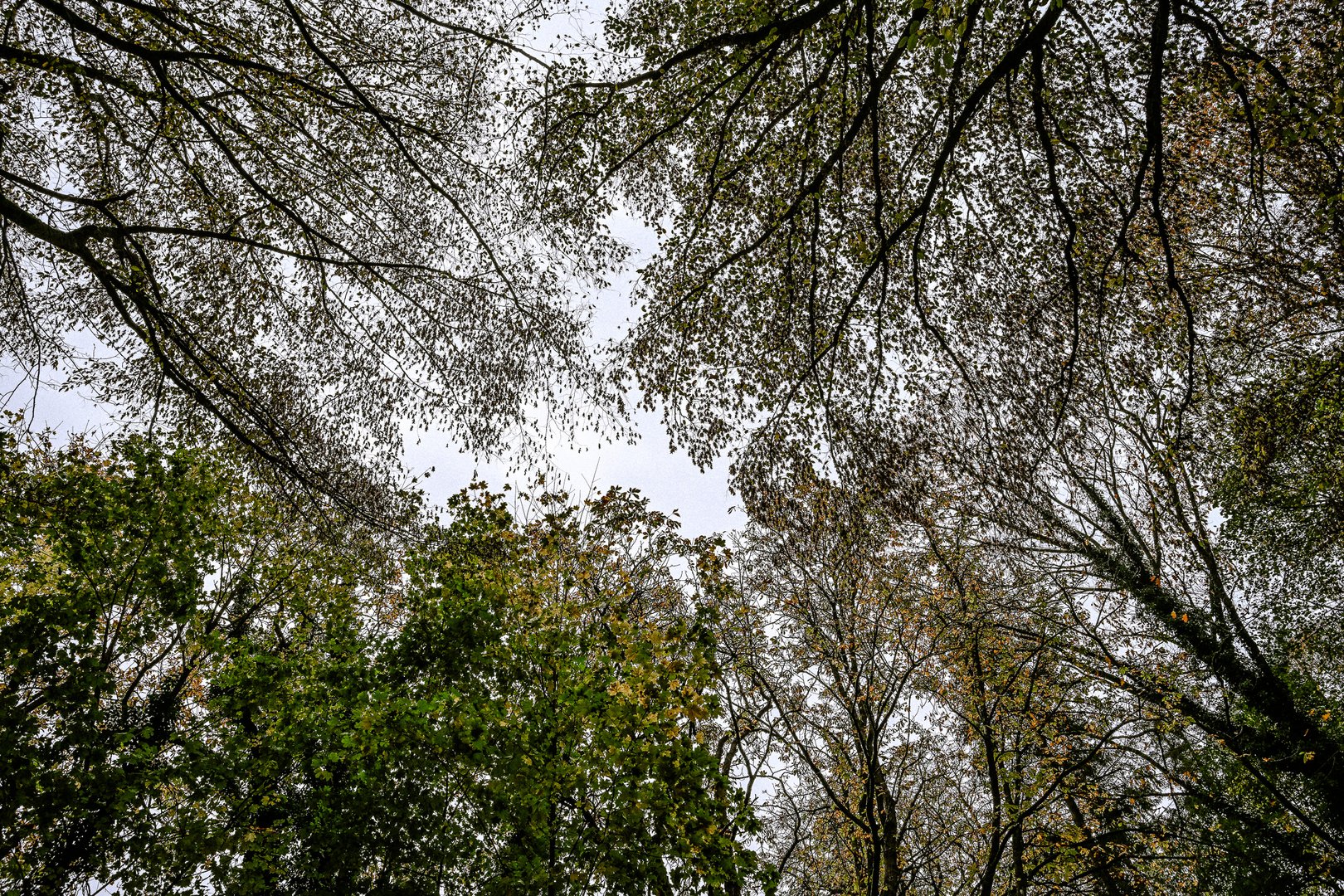 Baumwipfel im Herbstwald-4197