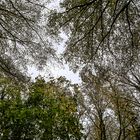 Baumwipfel im Herbstwald-4197