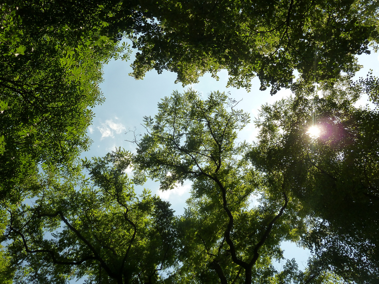 Baumwipfel im sonnenschein