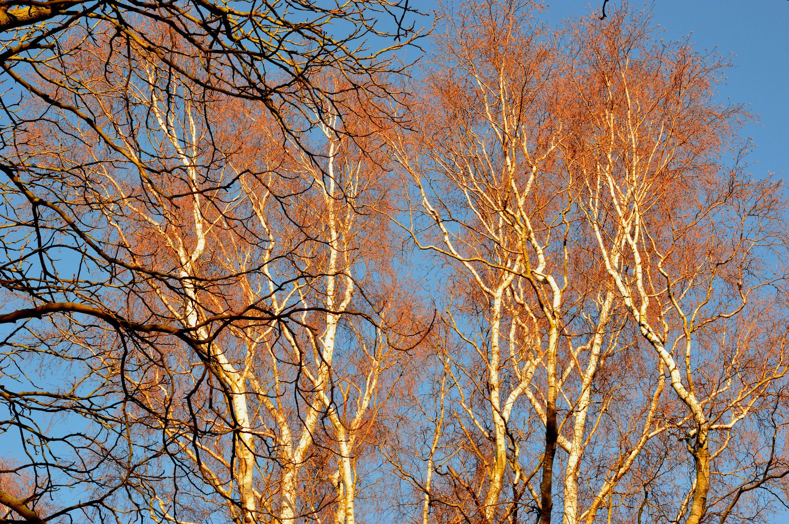 Baumwipfel im warmen Abendlicht / Tree tops in evening light