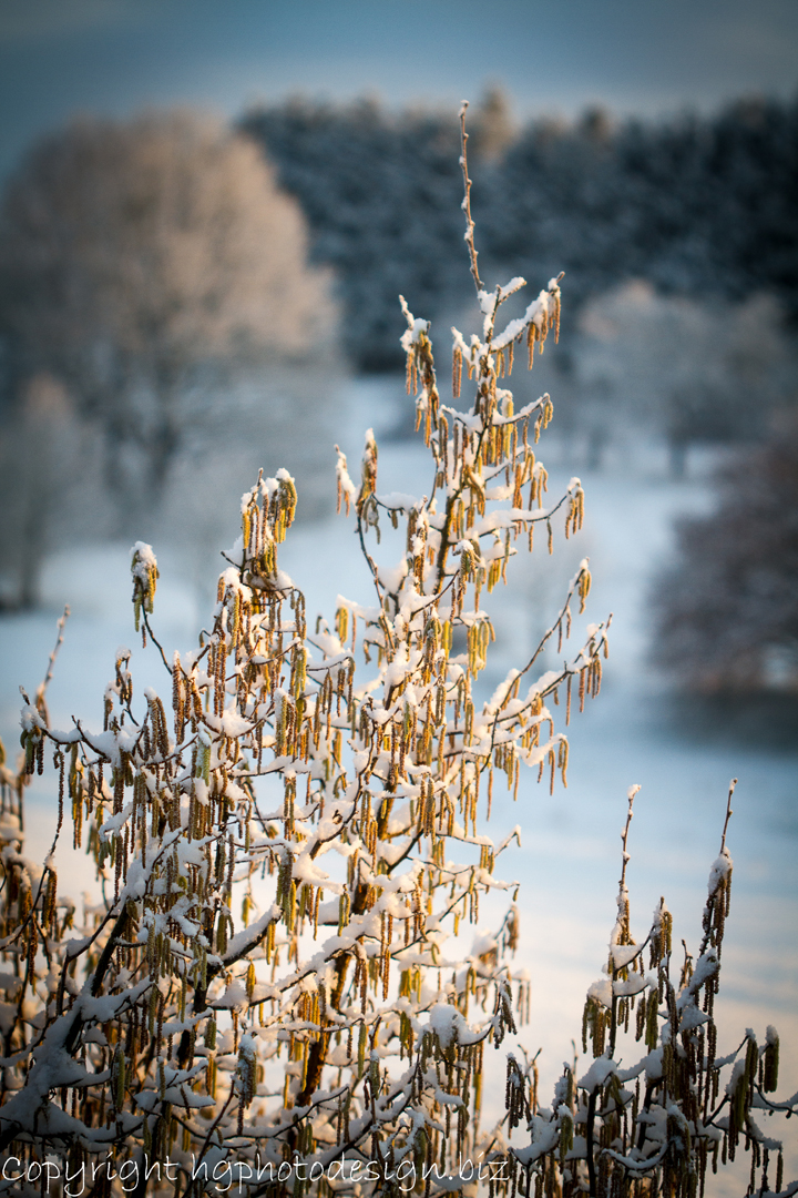 Baumwipfel im Winter