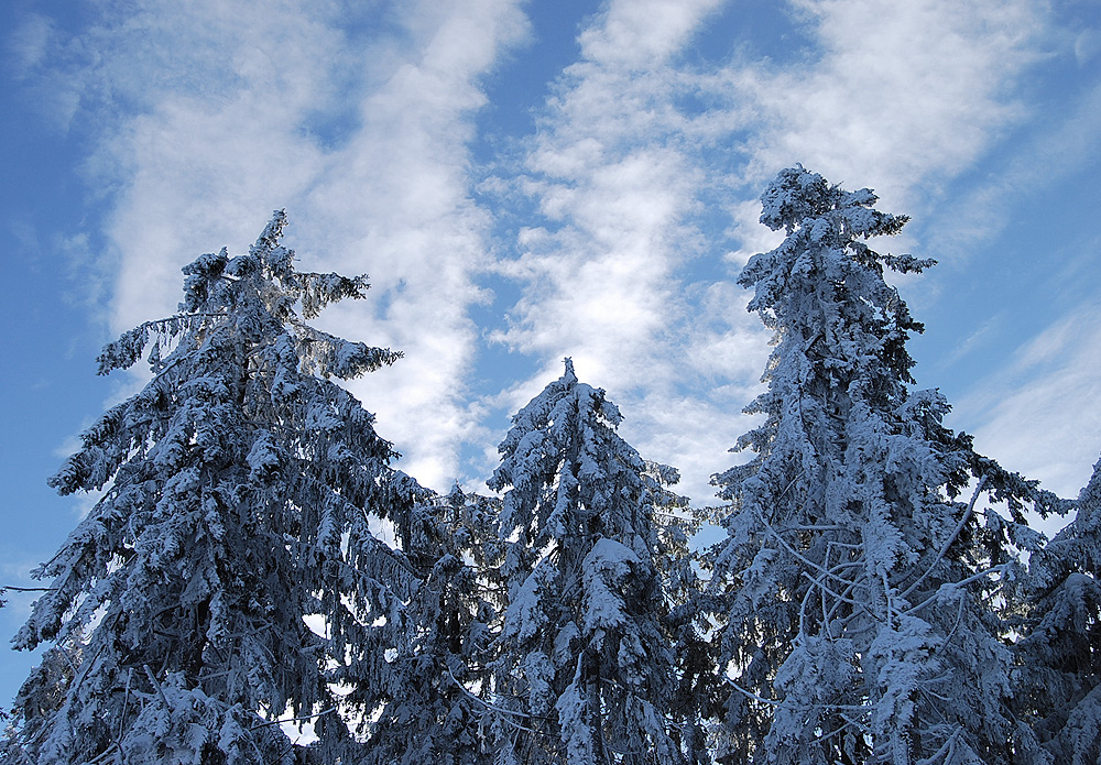 Baumwipfel vor blau mit Wolken