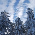 Baumwipfel vor blau mit Wolken