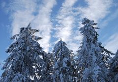 Baumwipfel vor blau mit Wolken