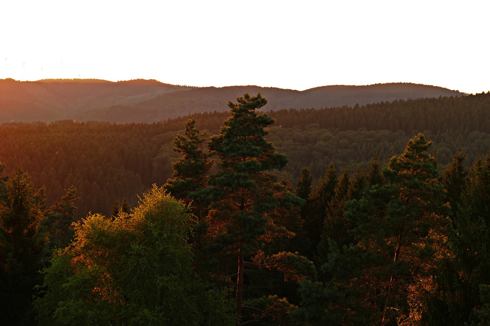 BaumWipfelLeuchten