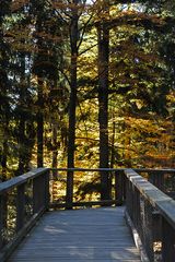 Baumwipfelpfad im Nationalpark Bayerischer Wald .....