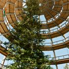 Baumwipfelpfad im Nationalpark Bayerischer Wald