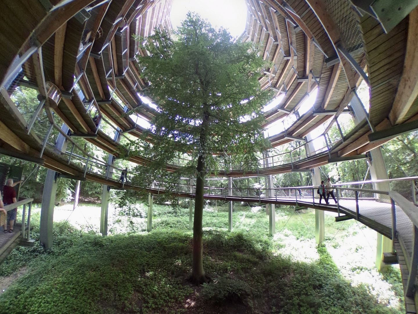 Baumwipfelpfad im Naturerbe Zentrum Rügen